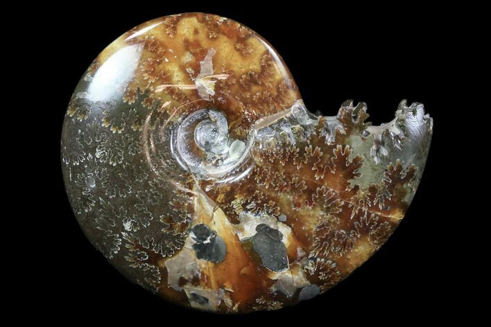Polished, Agatized Ammonite (Cleoniceras) - Madagascar #83036